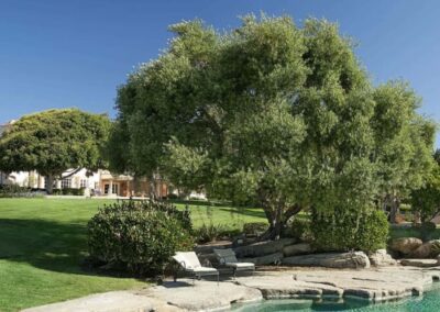 French Country Equestrian Estate swimming pool with beautiful aged trees and hardscaping