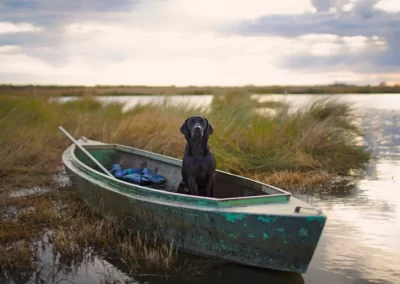 black lab hunting dog in boat