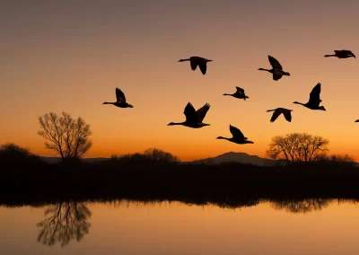 Canadian geese flying over horizon and lake at sunset