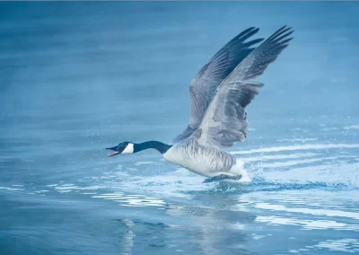 goose taking flight from bay